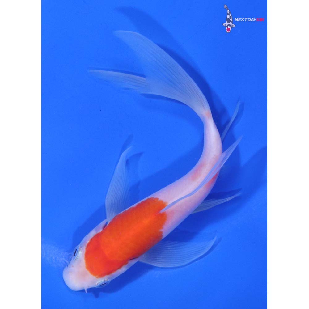 5” Imported Kohaku Butterfly Koi