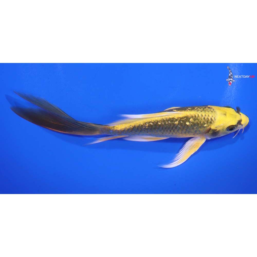 5.5” Imported Gin Rin Ki Matsuba Butterfly Koi