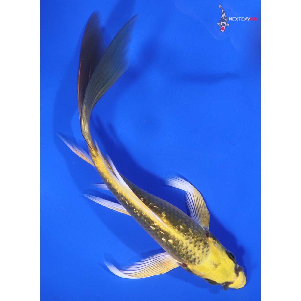5.5” Imported Gin Rin Ki Matsuba Butterfly Koi