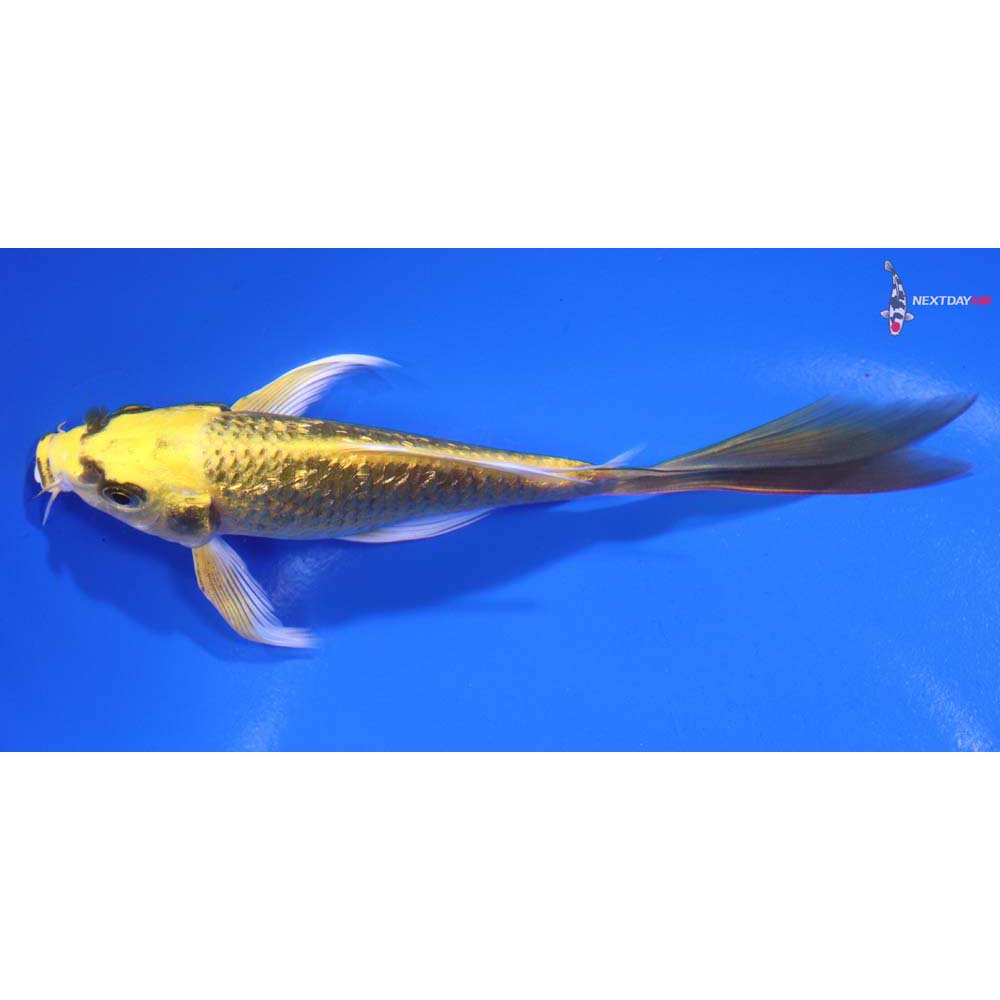 5.5” Imported Gin Rin Ki Matsuba Butterfly Koi