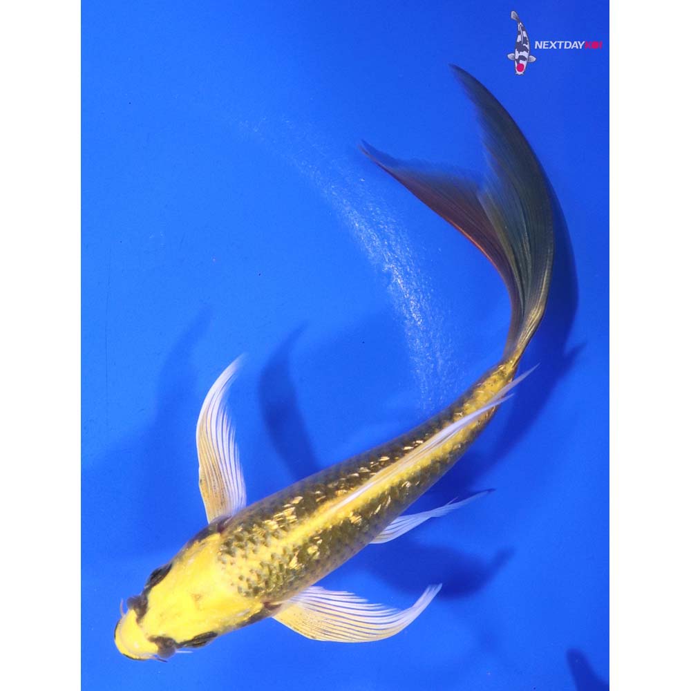 5.5” Imported Gin Rin Ki Matsuba Butterfly Koi