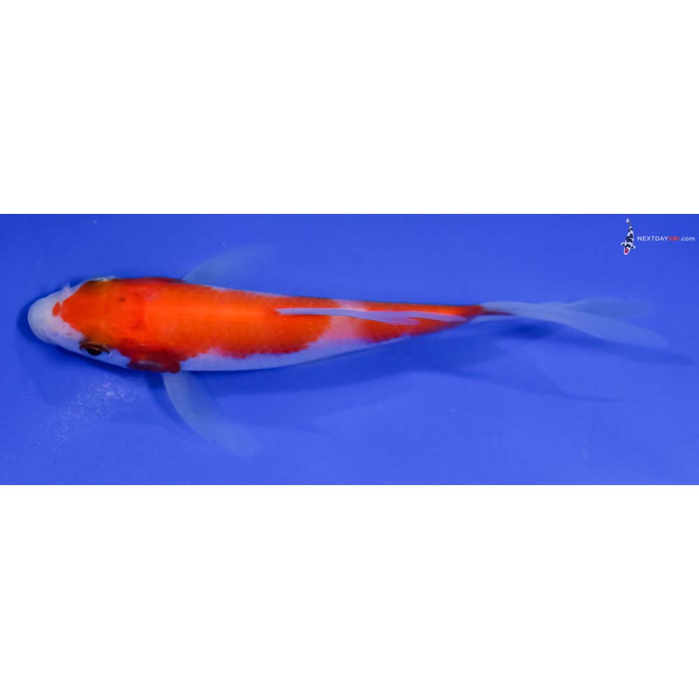 4.5” Imported Kohaku Butterfly Koi