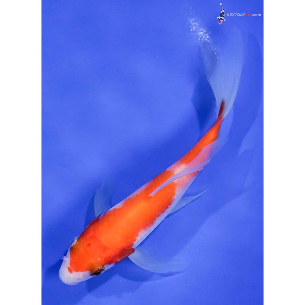 4.5” Imported Kohaku Butterfly Koi