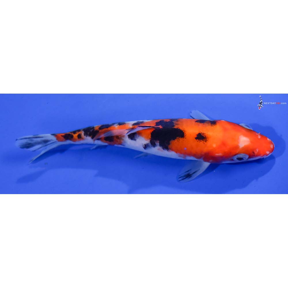 5.5” Imported Aka Sanke