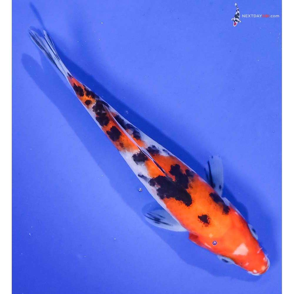 5.5” Imported Aka Sanke