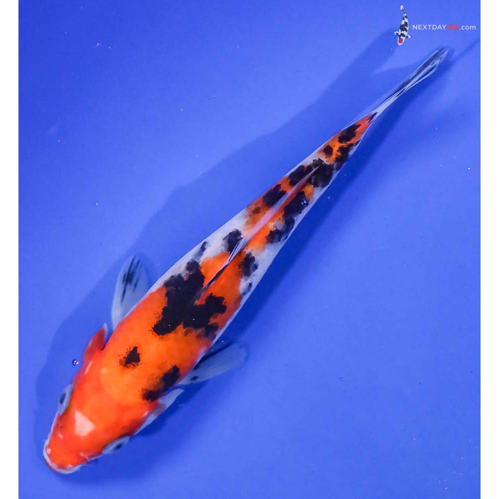 5.5” Imported Aka Sanke