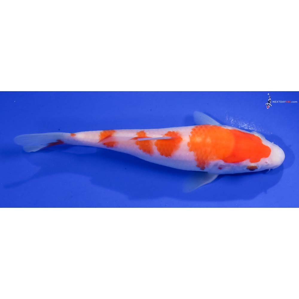 5.5” Imported Kohaku