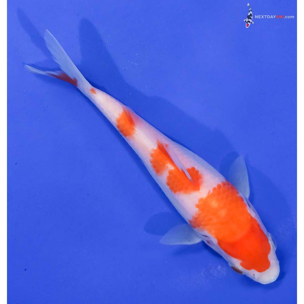 5.5” Imported Kohaku