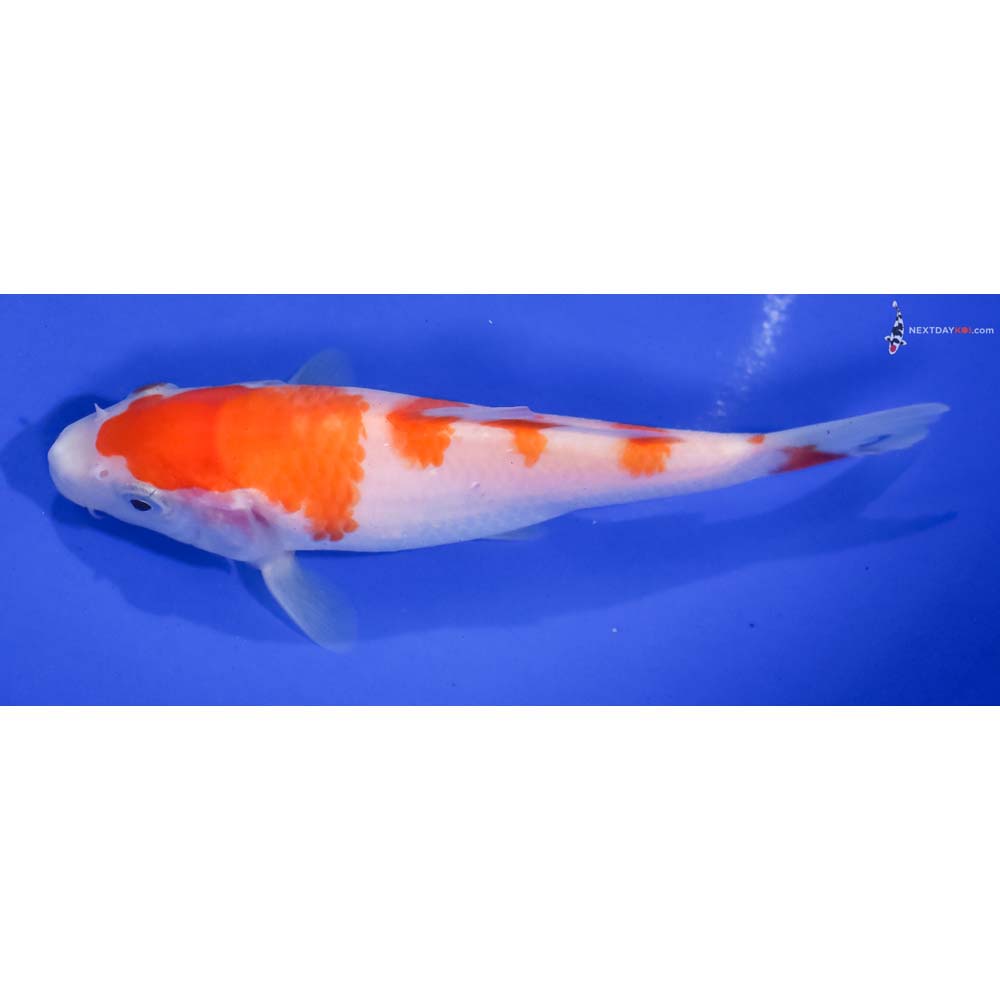 5.5” Imported Kohaku