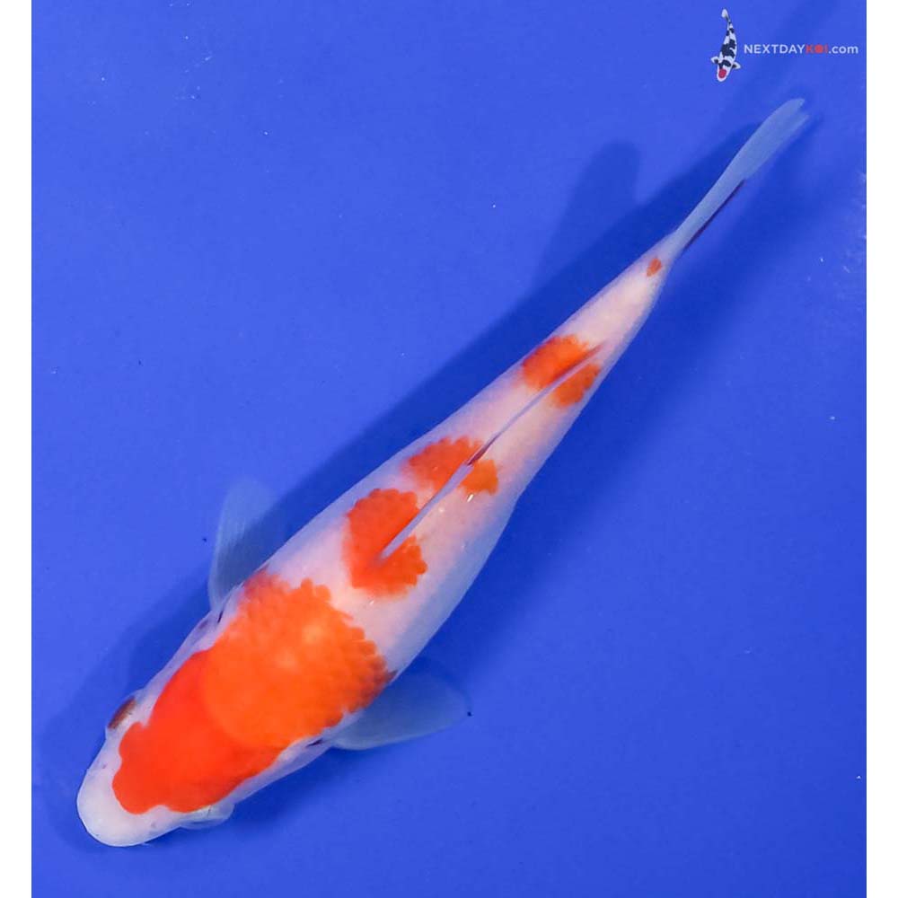 5.5” Imported Kohaku
