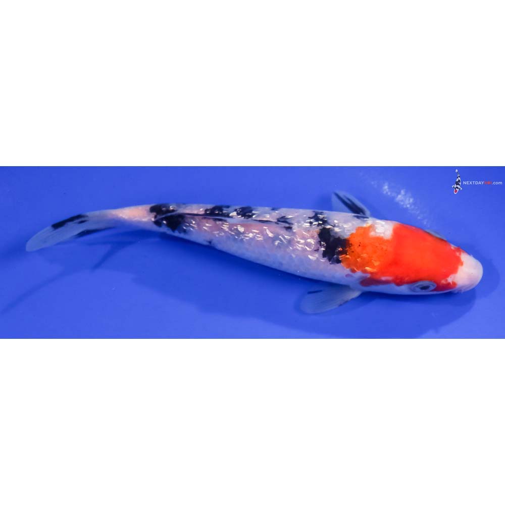 6” Imported Gin Rin Sanke