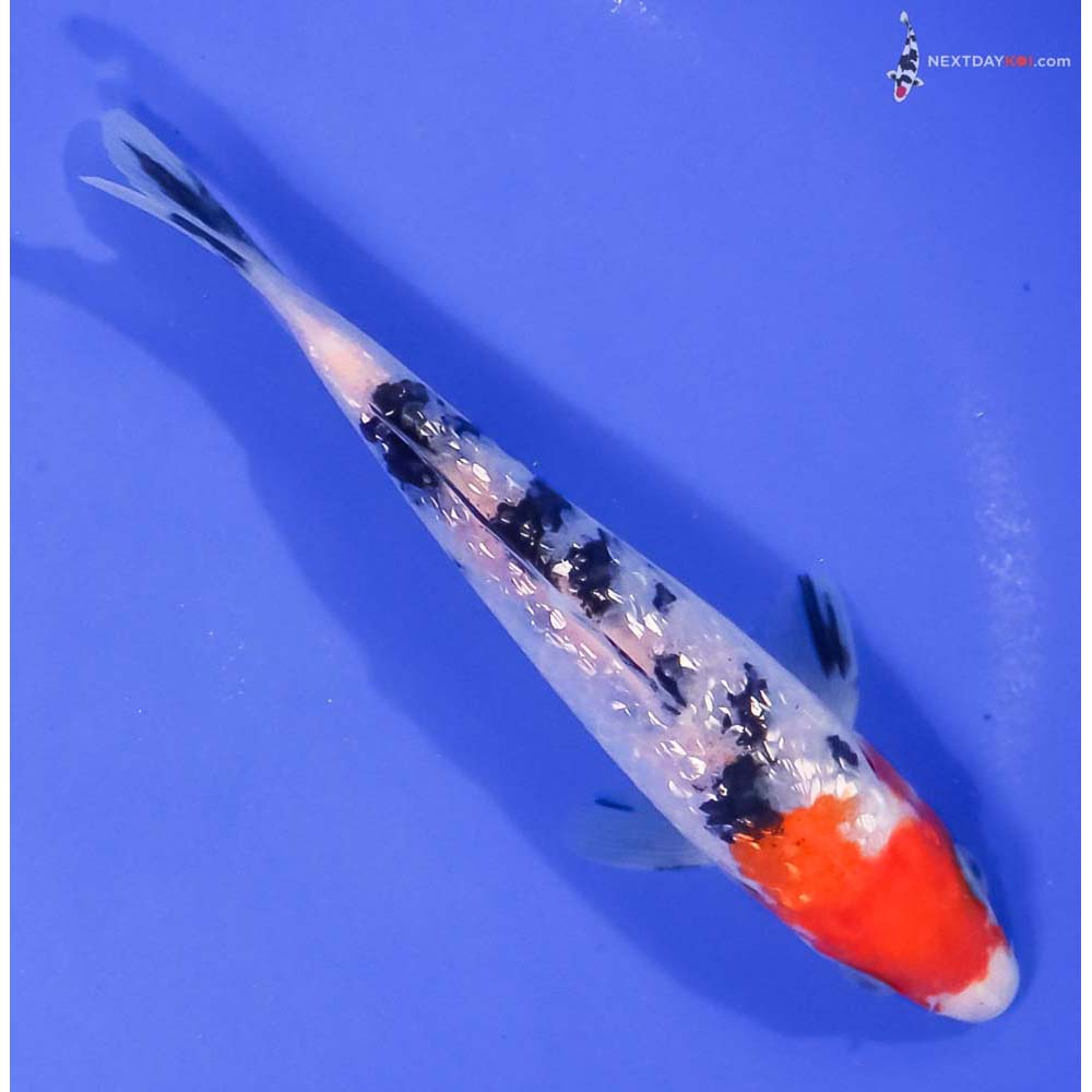 6” Imported Gin Rin Sanke