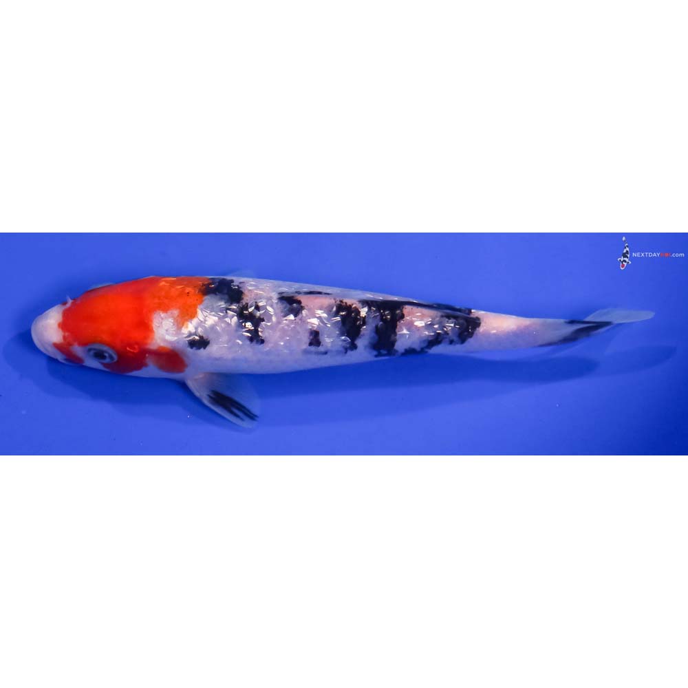 6” Imported Gin Rin Sanke