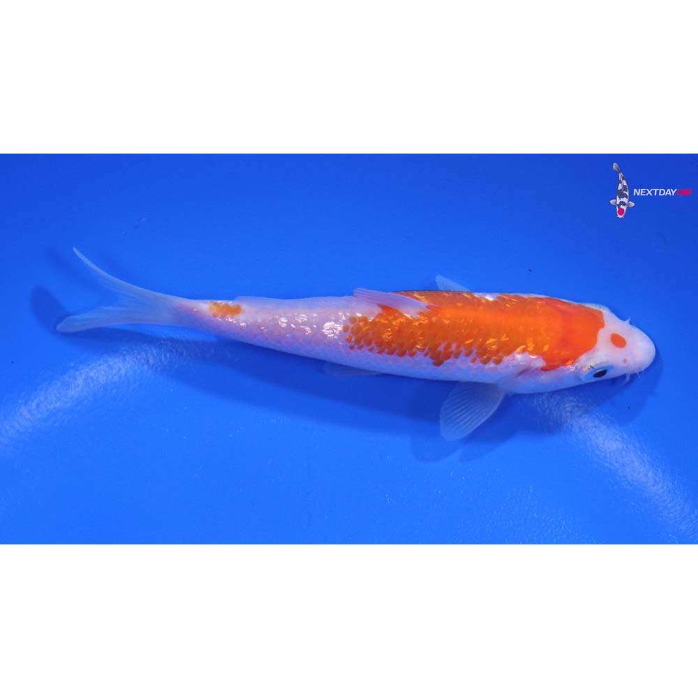 4” Imported Gin Rin Kohaku