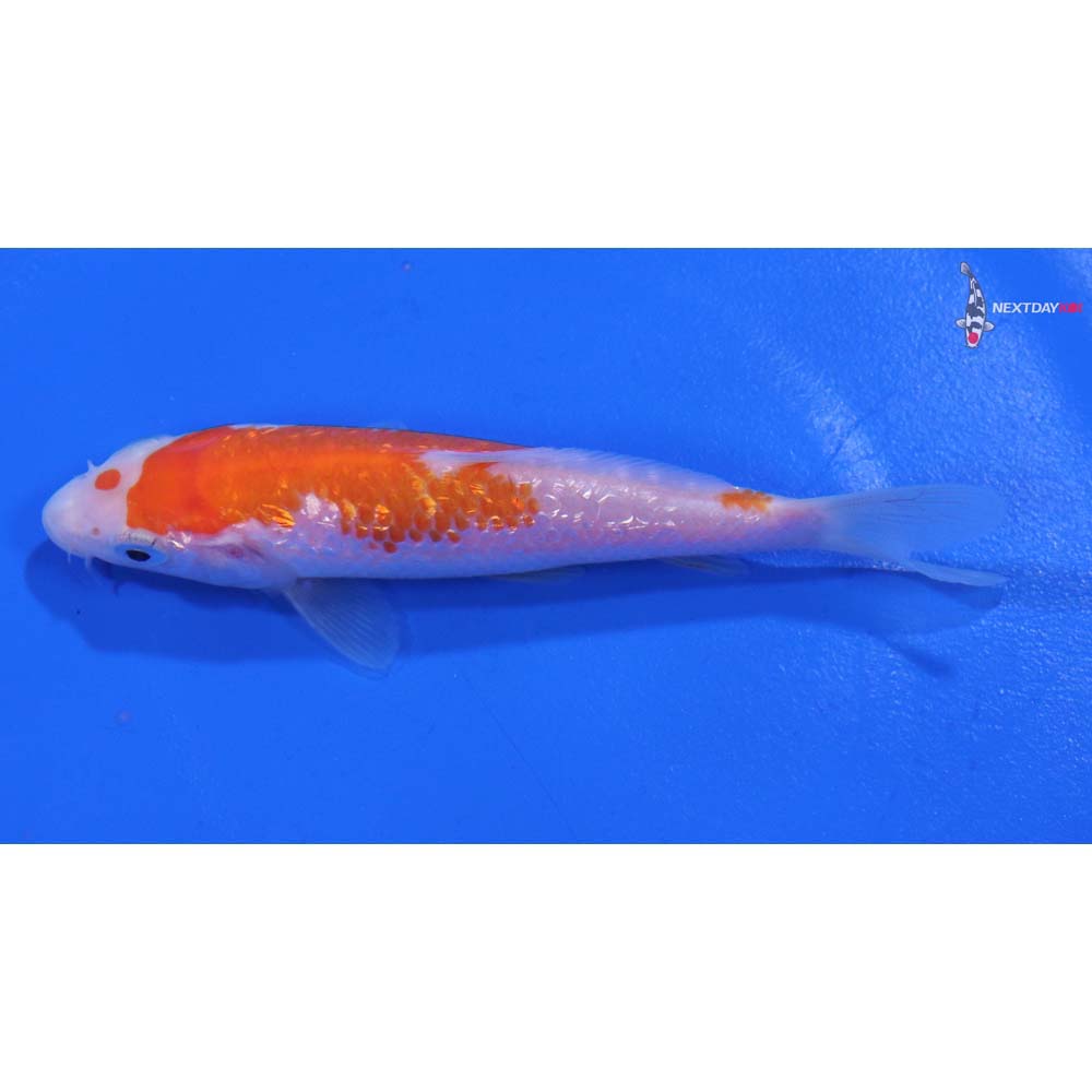 4” Imported Gin Rin Kohaku