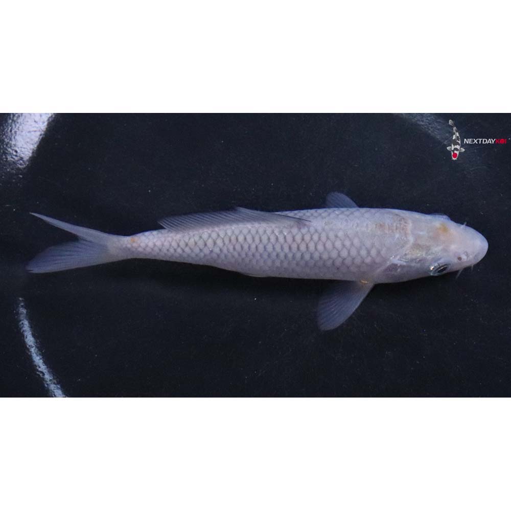 4.5” Imported Soragoi