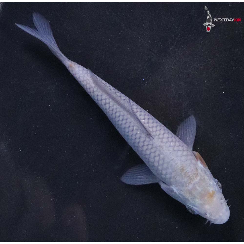 4.5” Imported Soragoi