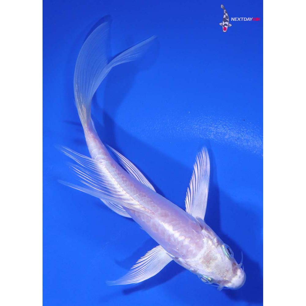 5” Imported Doitsu Platinum Ogon Butterfly Koi