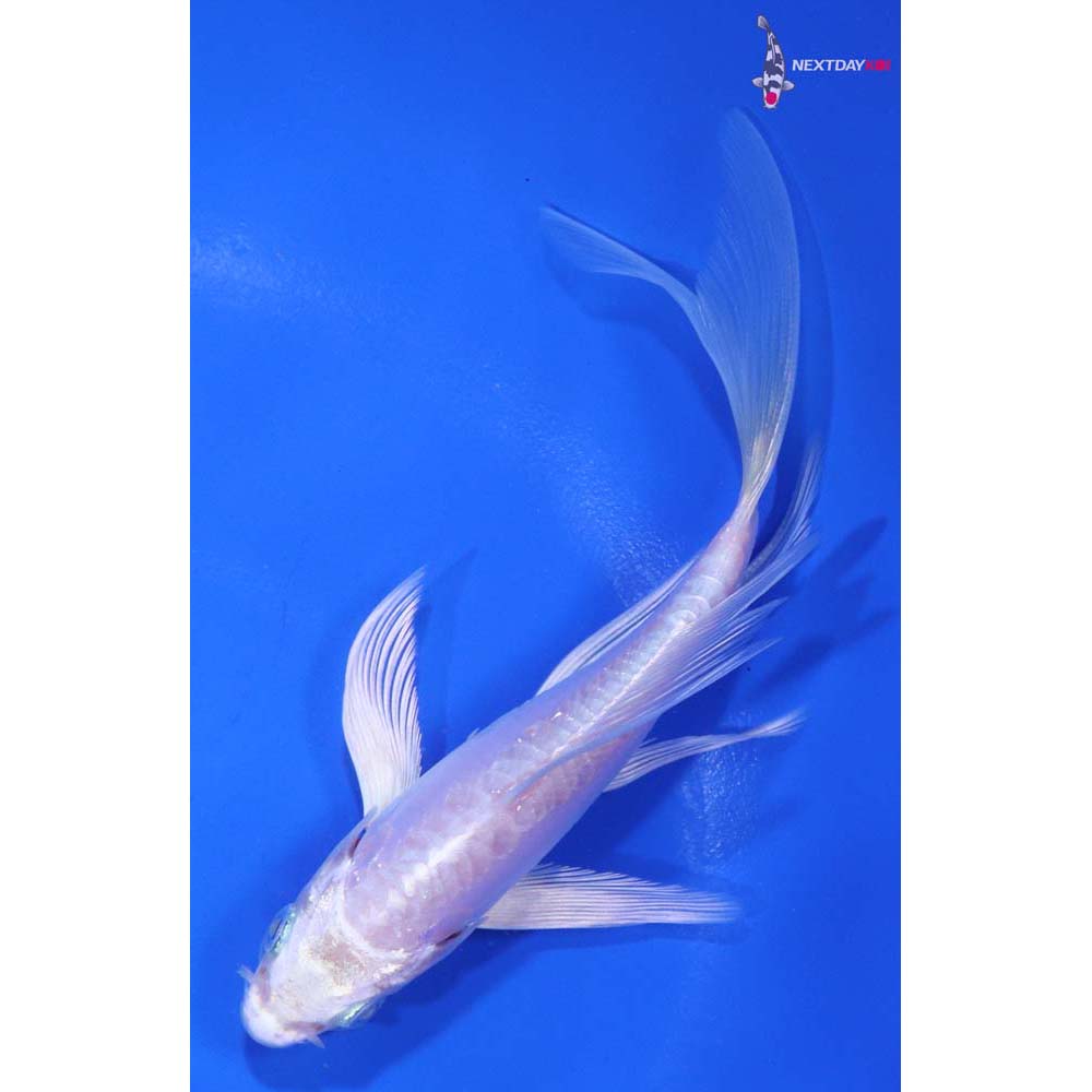 5” Imported Doitsu Platinum Ogon Butterfly Koi