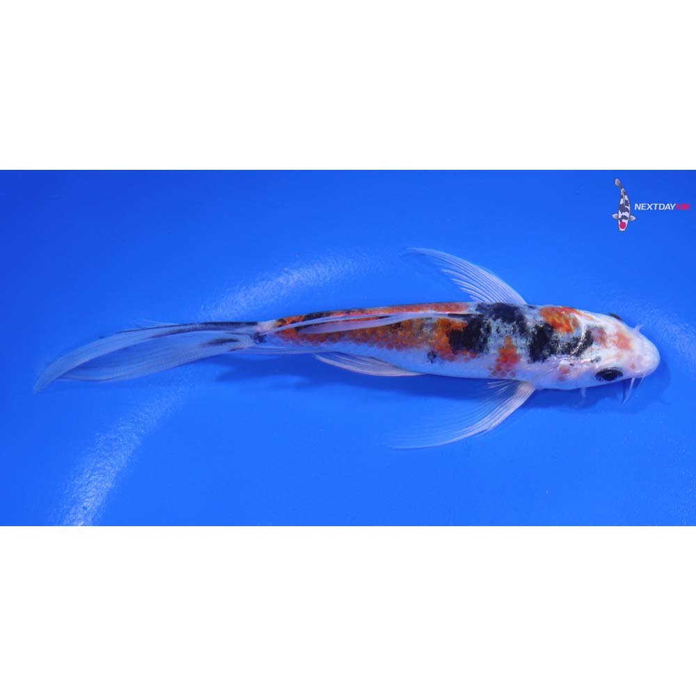 5” Imported Sanke Butterfly Koi
