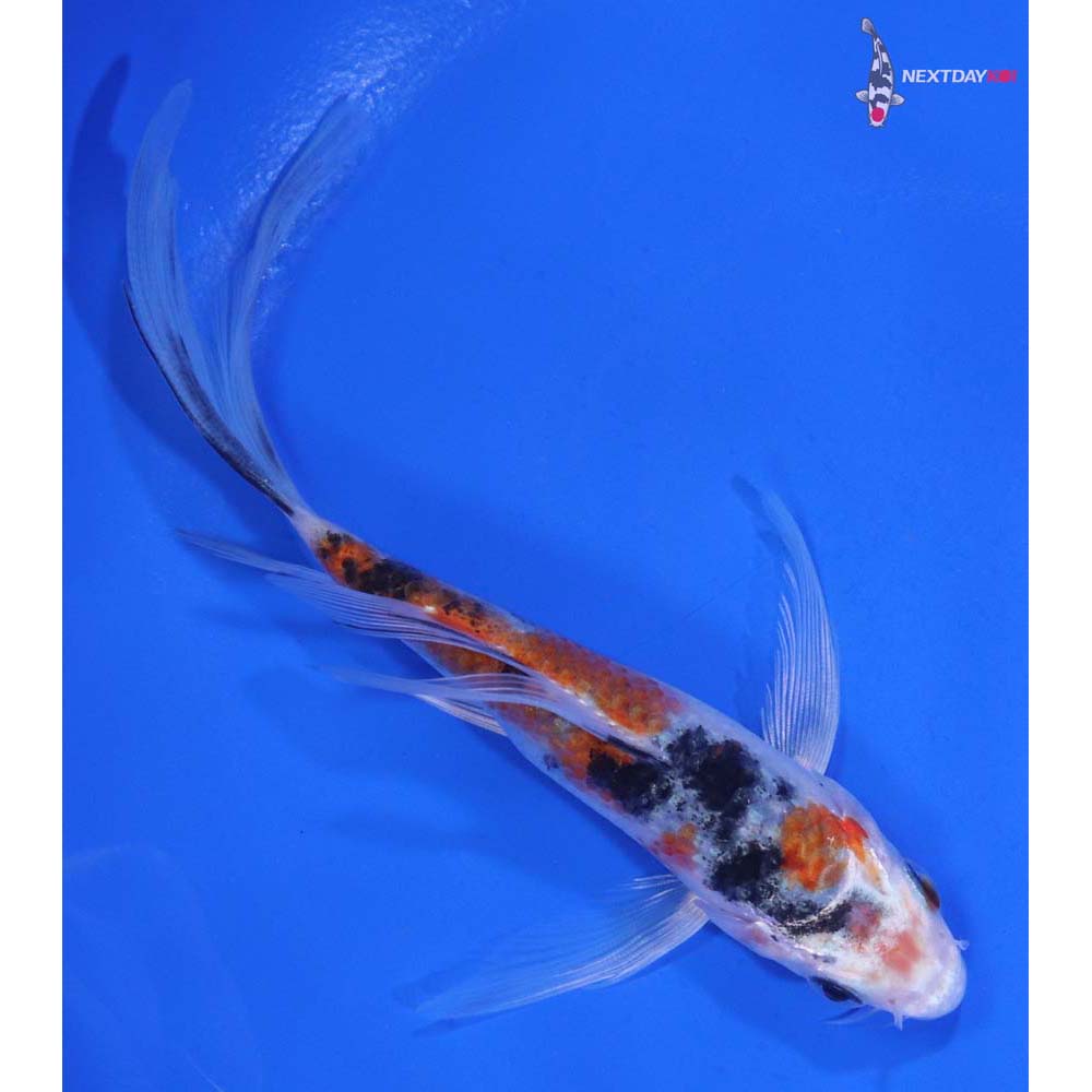 5” Imported Sanke Butterfly Koi