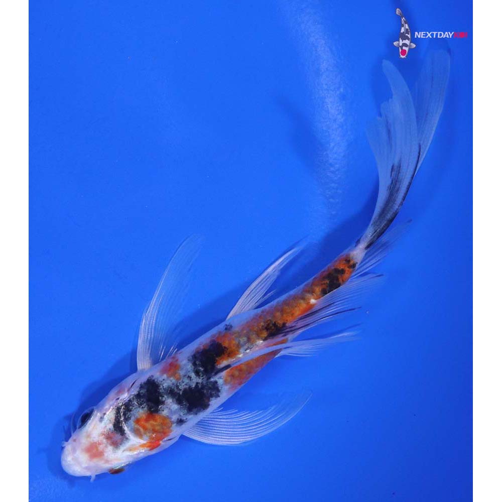 5” Imported Sanke Butterfly Koi