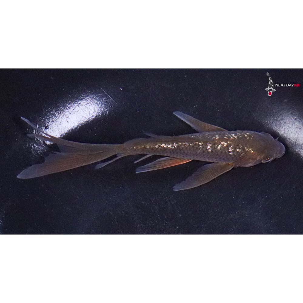 5” Imported Gin Rin Chagoi Butterfly Koi