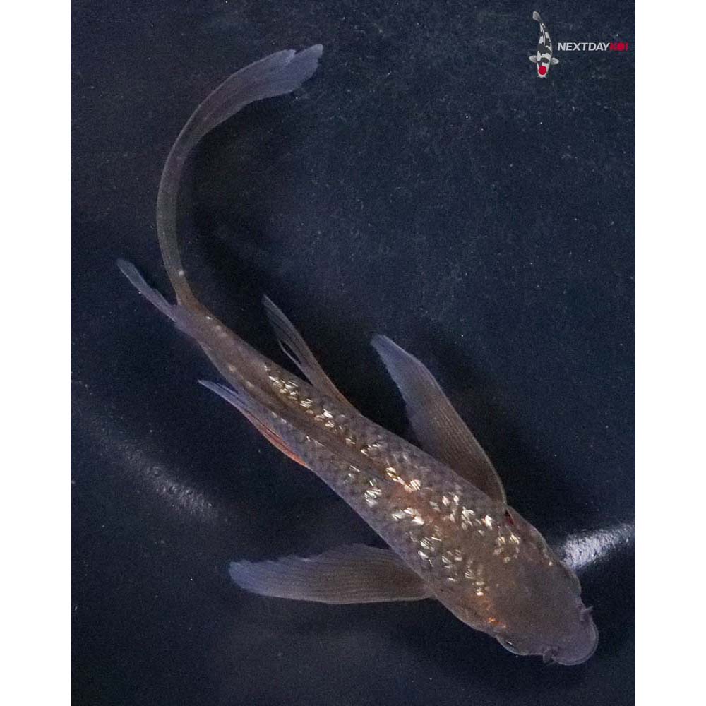 5” Imported Gin Rin Chagoi Butterfly Koi