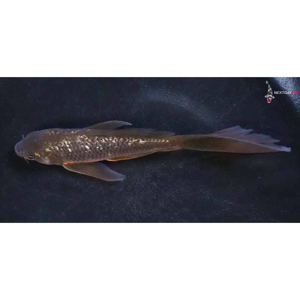 5” Imported Gin Rin Chagoi Butterfly Koi