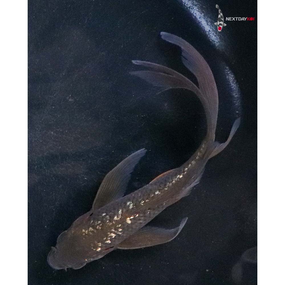 5” Imported Gin Rin Chagoi Butterfly Koi