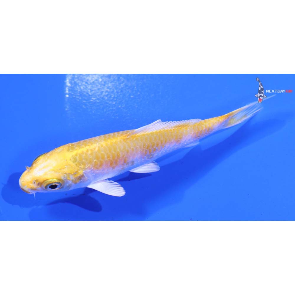 3.5” Imported Lemon Hariwake