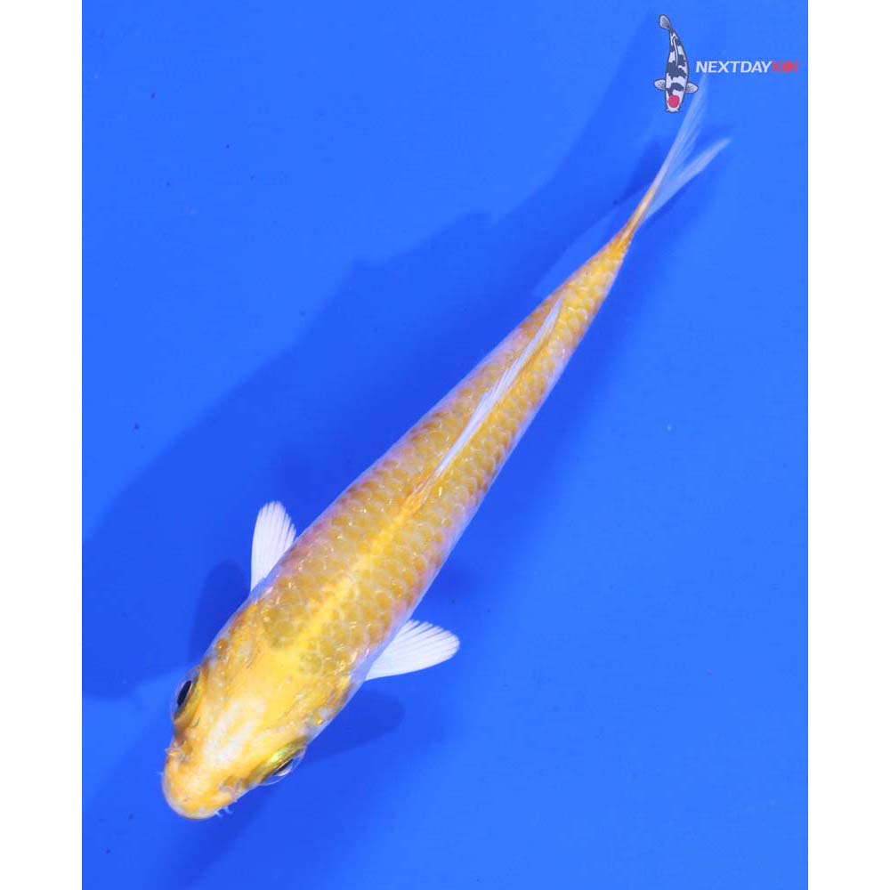 3.5” Imported Lemon Hariwake