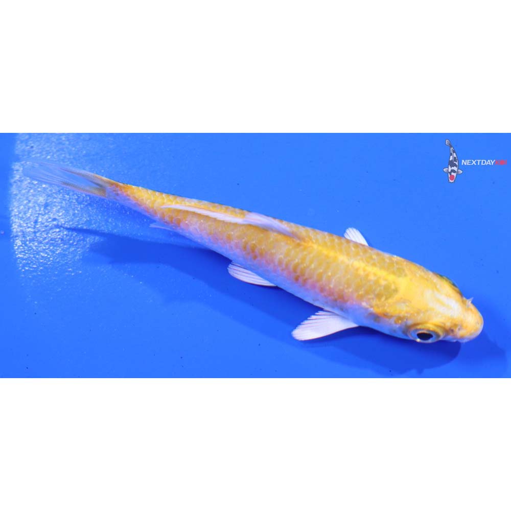 3.5” Imported Lemon Hariwake