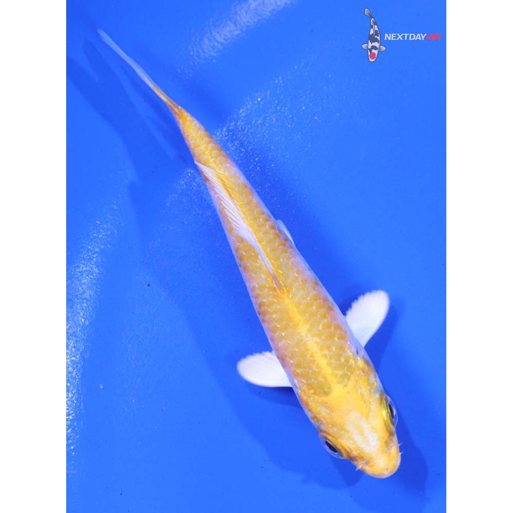 3.5” Imported Lemon Hariwake