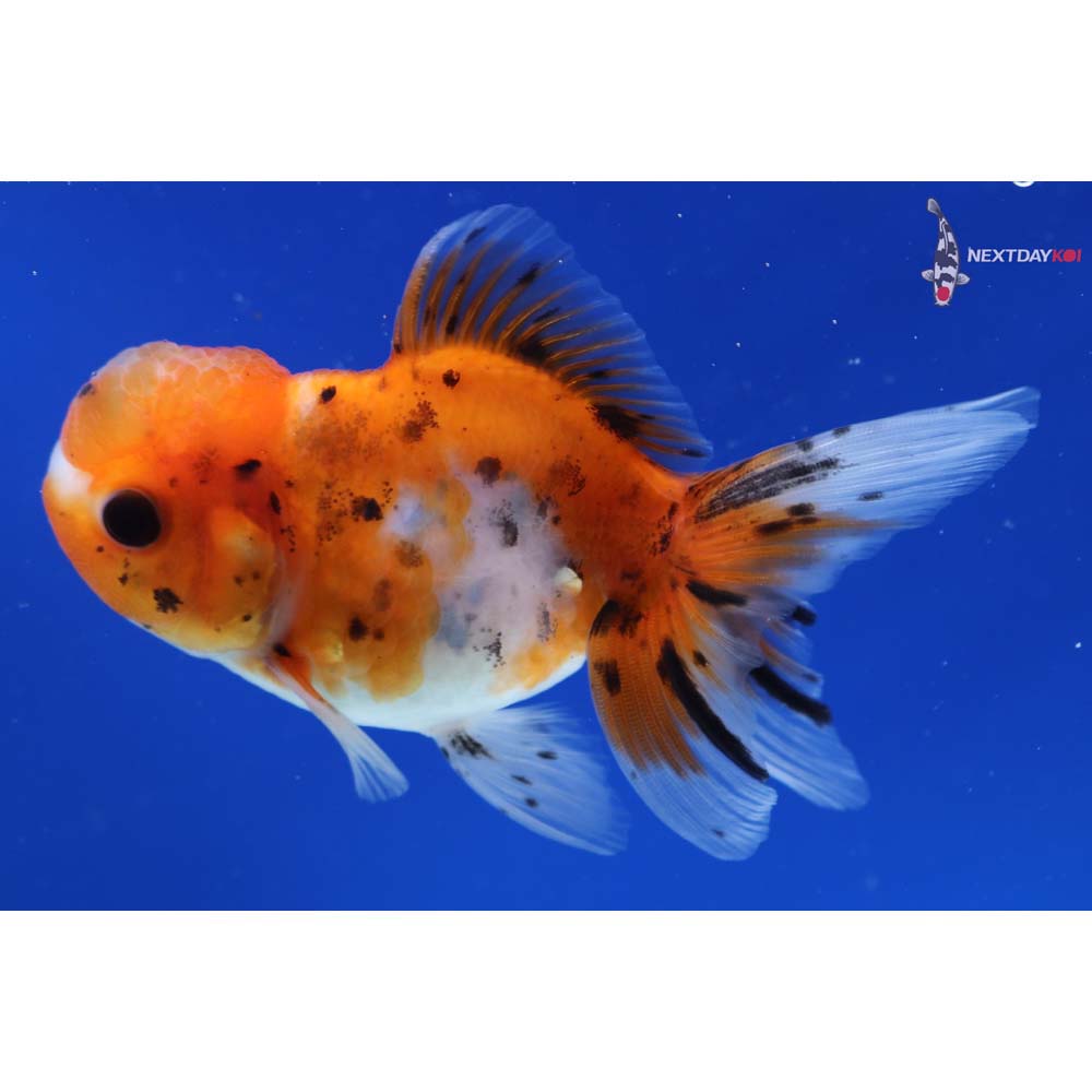 4” Imported Calico Oranda