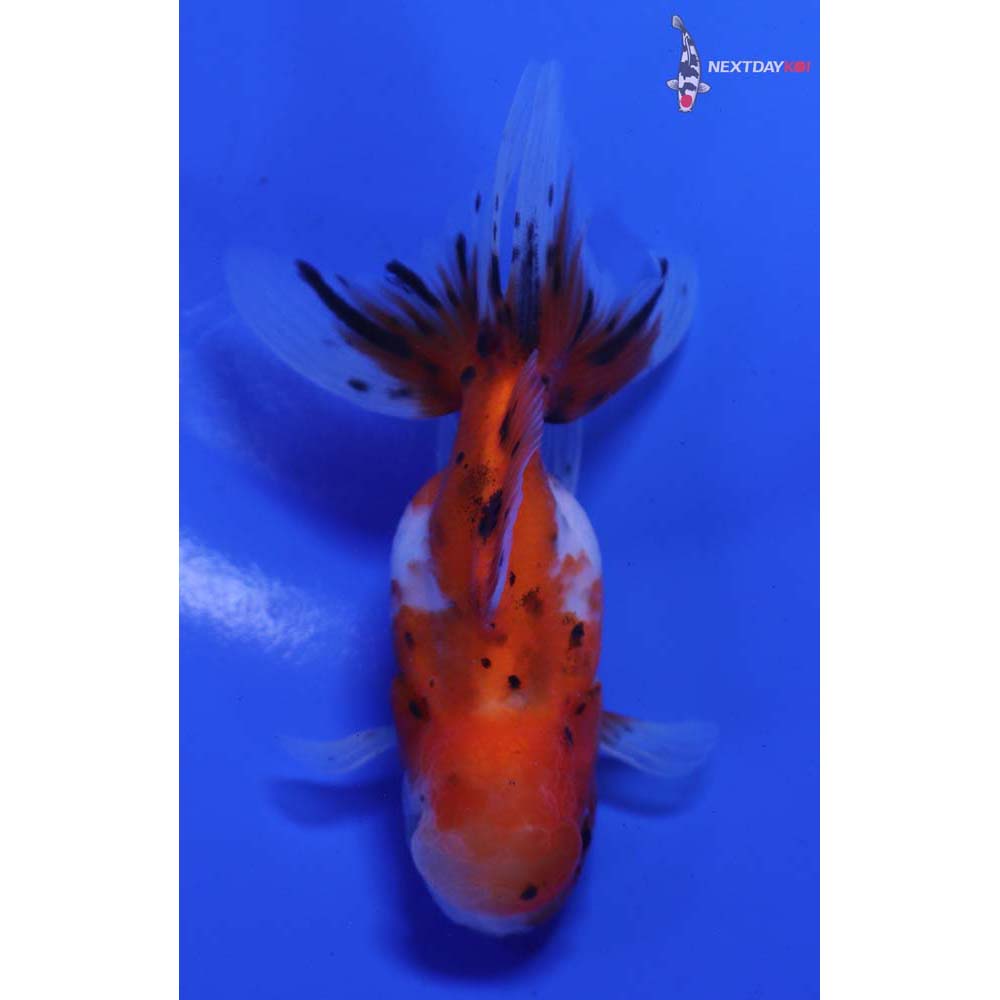 4” Imported Calico Oranda