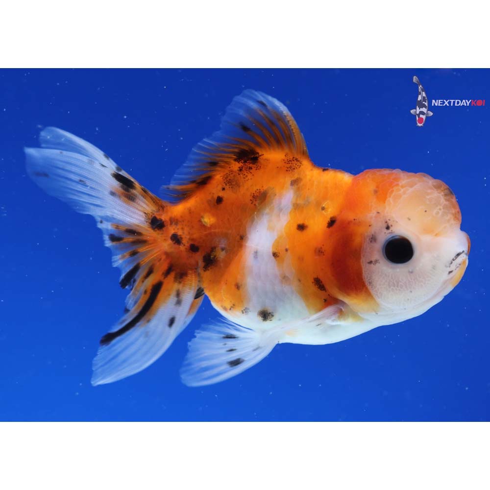 4” Imported Calico Oranda
