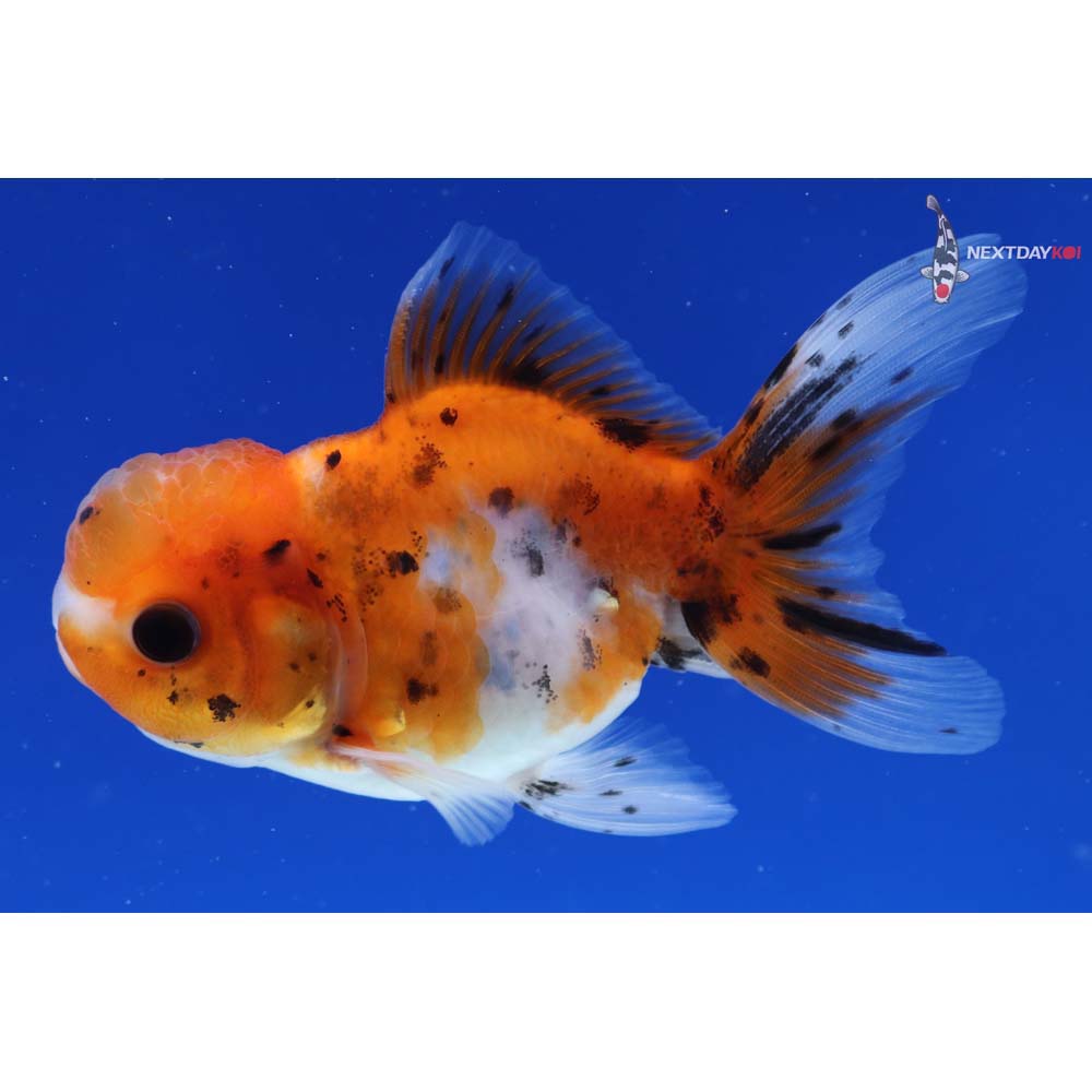 4” Imported Calico Oranda