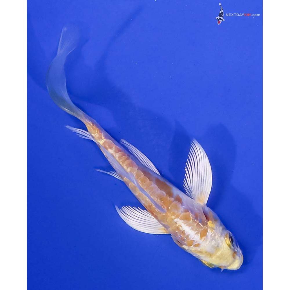 3.5” Imported Doitsu Lemon Hariwake Butterfly Koi