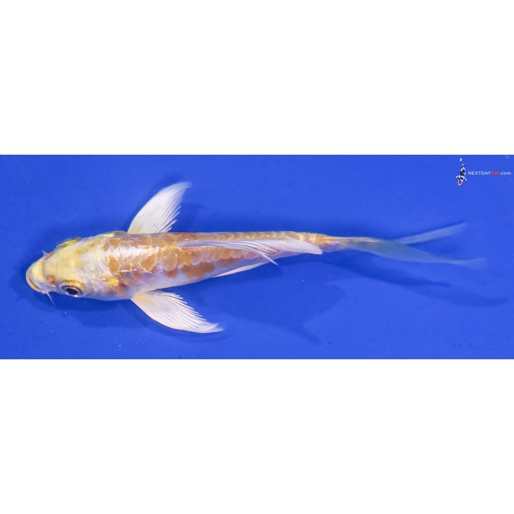 3.5” Imported Doitsu Lemon Hariwake Butterfly Koi