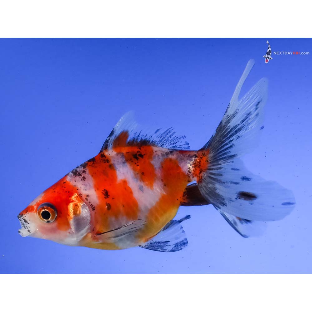 3.5” Imported Calico Ryukin