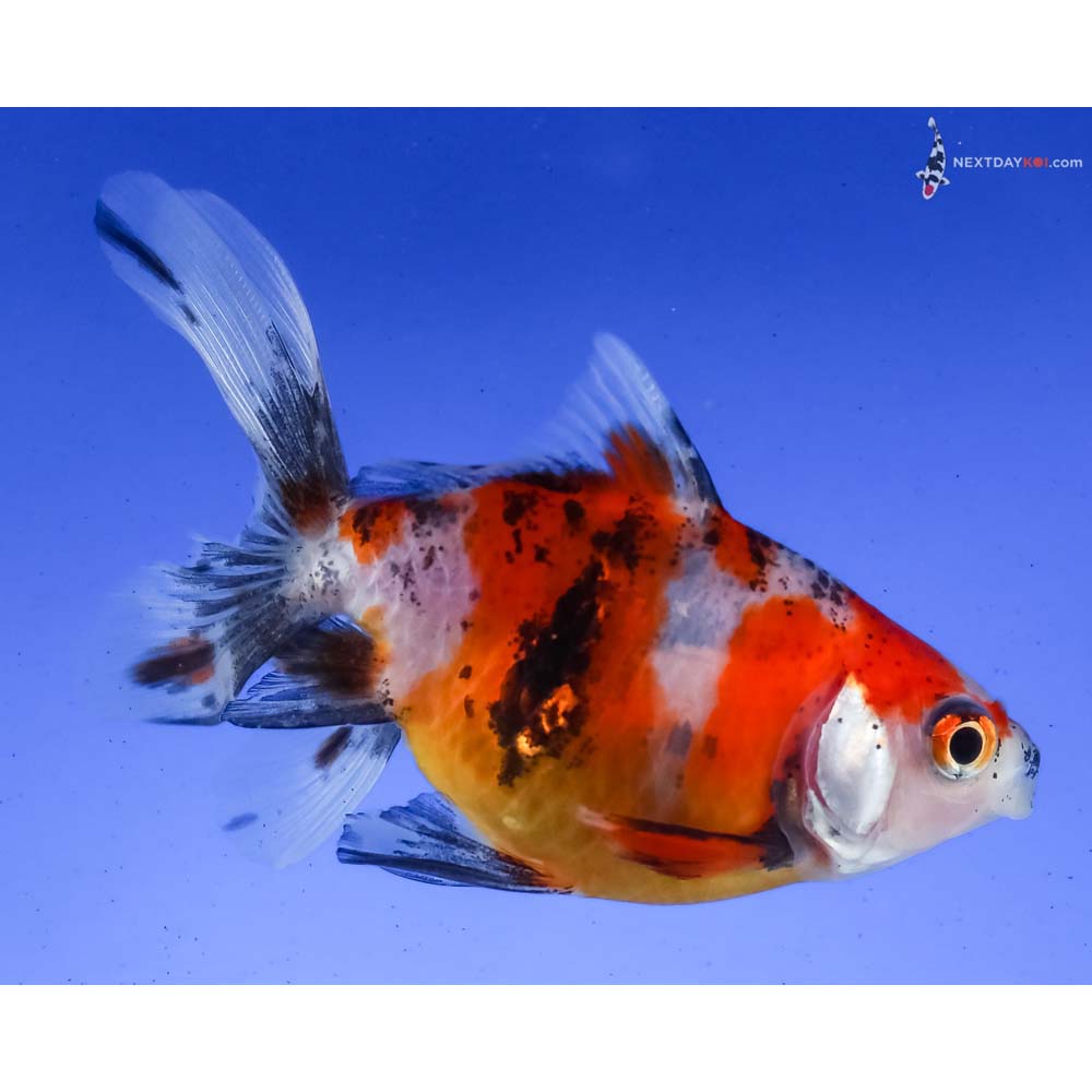 3.5” Imported Calico Ryukin