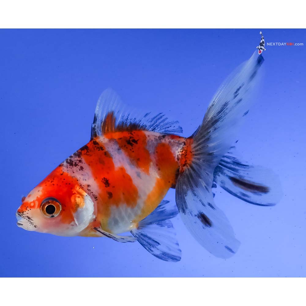 3.5” Imported Calico Ryukin