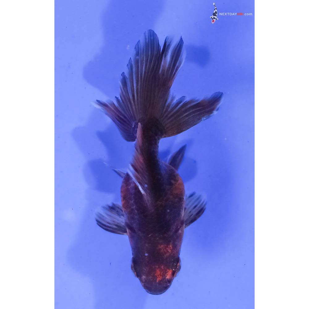 2.5” Imported Calico Ryukin