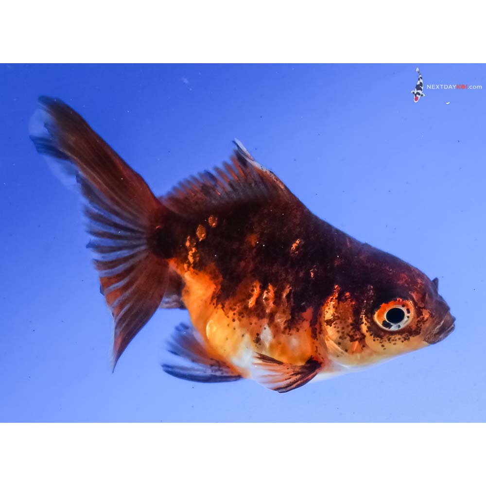 2.5” Imported Calico Ryukin