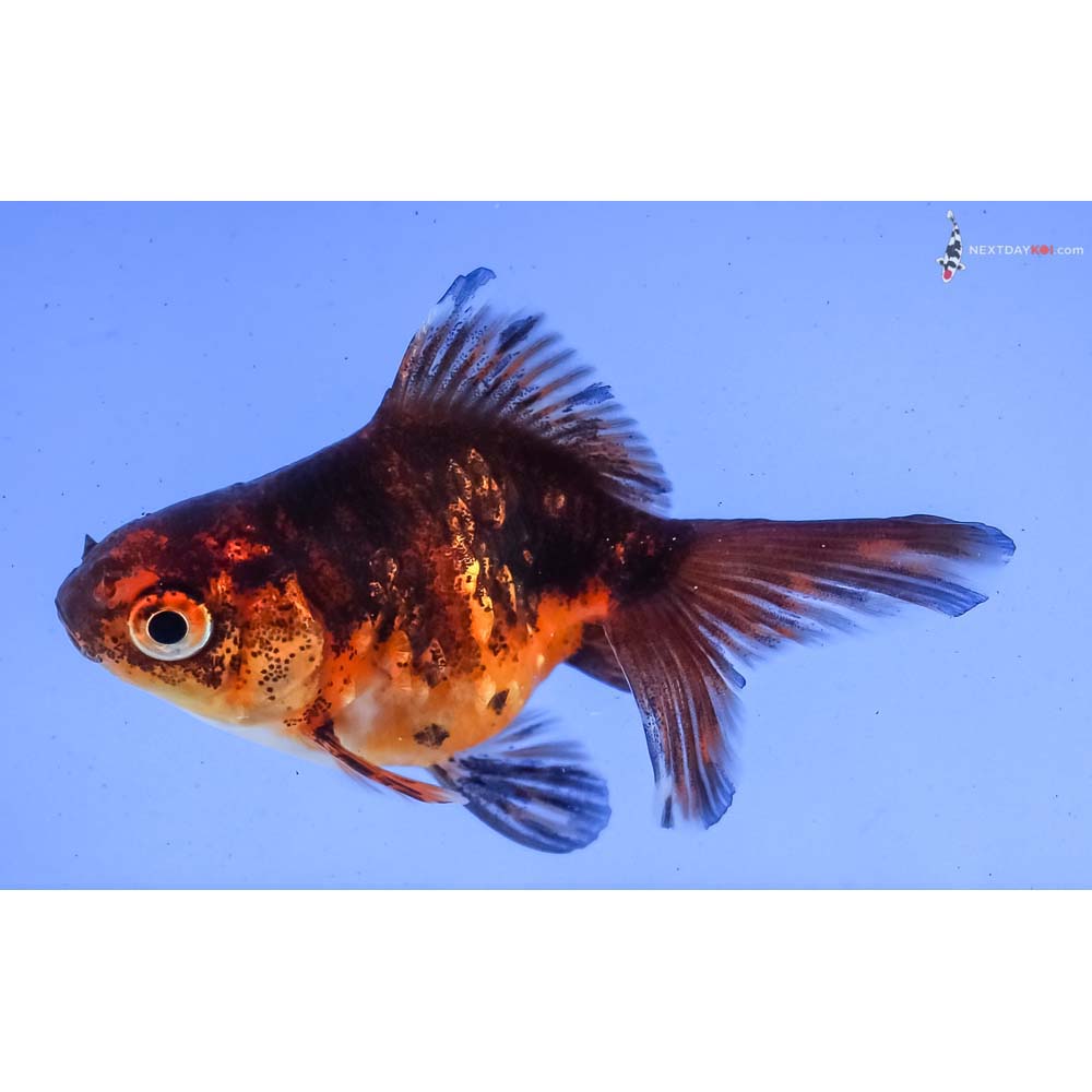 2.5” Imported Calico Ryukin