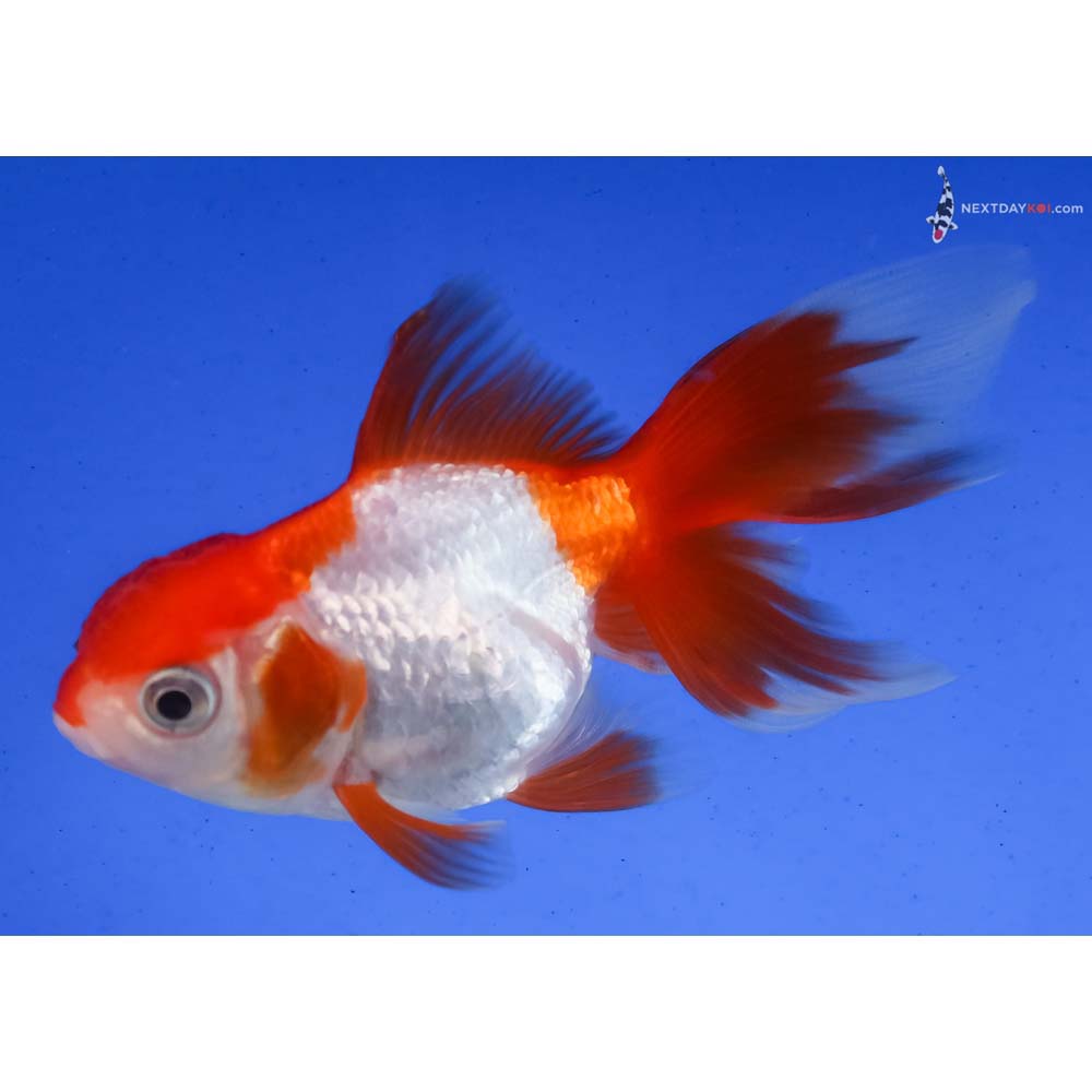 3.5” Imported Red and White Oranda