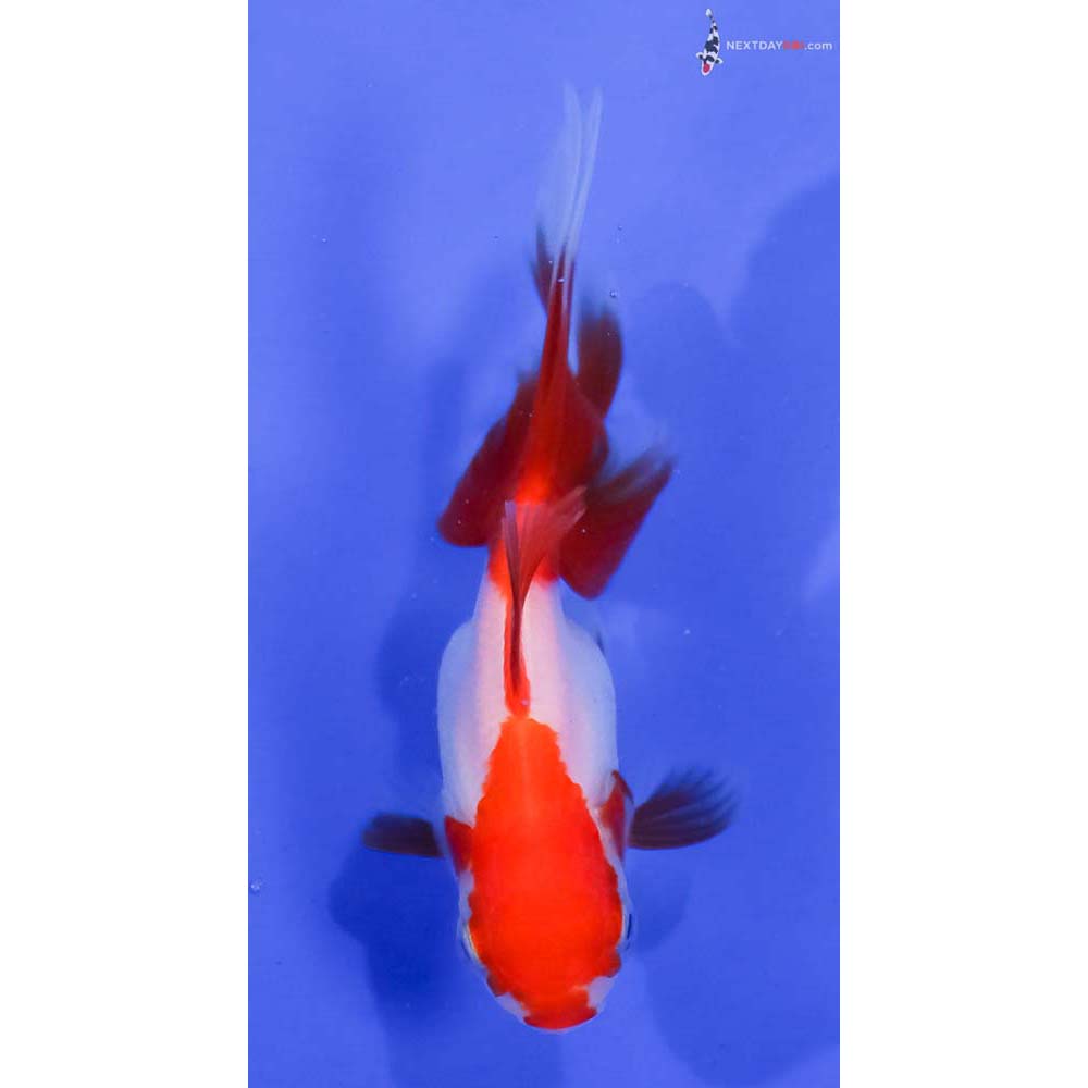 3.5” Imported Red and White Oranda