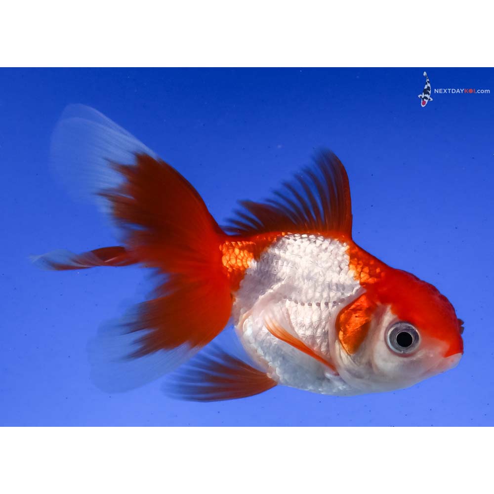 3.5” Imported Red and White Oranda