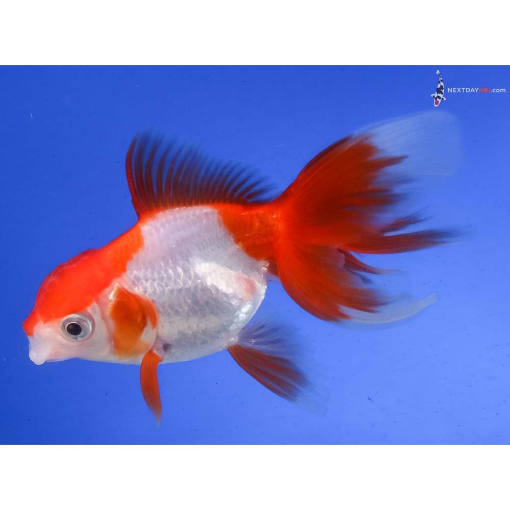 3.5” Imported Red and White Oranda
